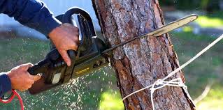 Professional Tree Removal and Landscaping Services in Snellville, GA